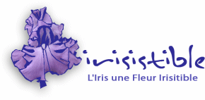iris, iris flower, iris plante, blog iris